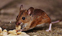 24 Hour & Emergency Exterminators in Bling Spr Lks, NC